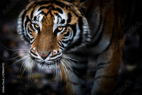 Portrait of a Tiger with a black background © AB Photography