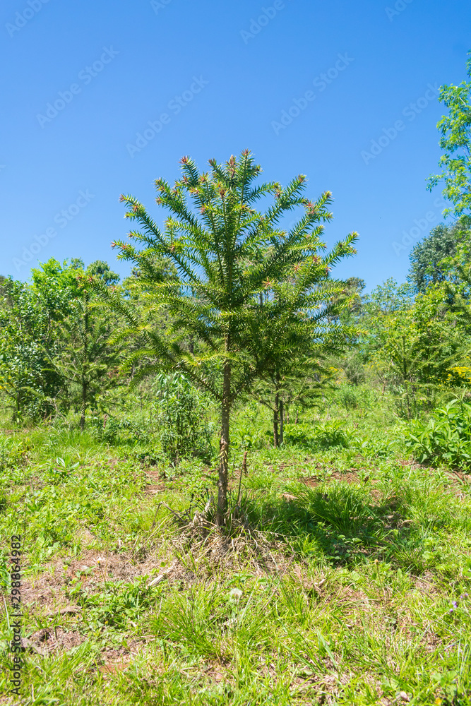 Young Parana Pine (Araucaria angustifolia) in Misiones, Argentina Young Parana Pine (Araucaria angustifolia) in Misiones, Argentina