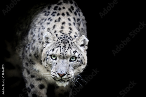 Snow leopard with a black background photo