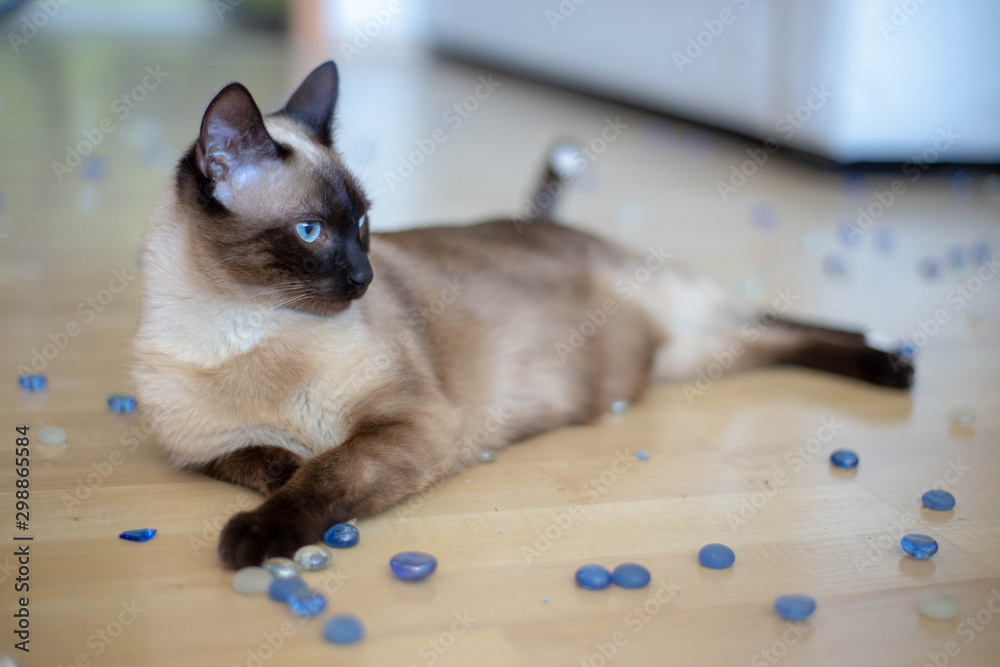 Gato siamés suelo cuentas de colores