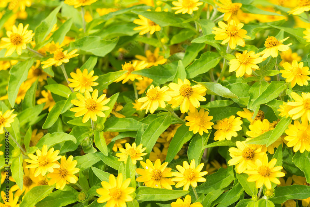 Yellow daisy flower in garden. Yellow daisy flower in garden.