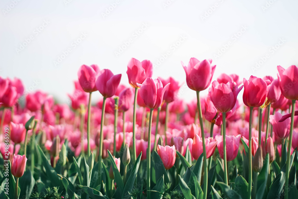 花畑一面に咲き乱れるピンク色のチューリップ Stock Photo Adobe Stock