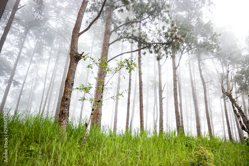 Winter in Bor Kaew pine garden