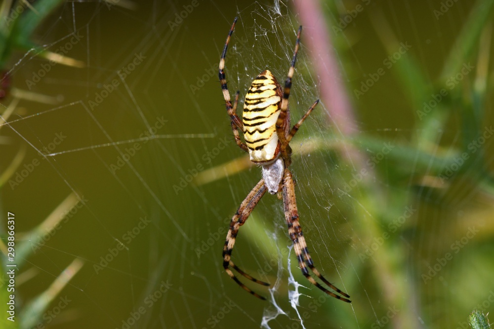 Close up of Argiope bruennichi in Danubian wetland meadow, Slovakia, Europe Close up of Argiope bruennichi in Danubian wetland meadow, Slovakia, Europe