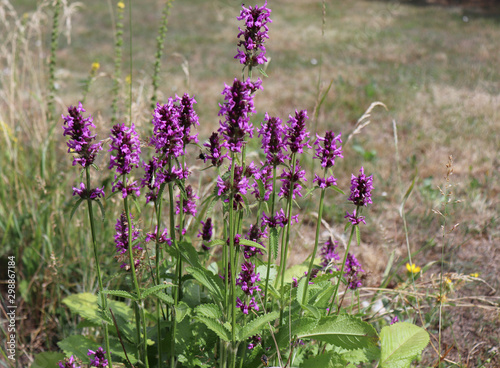 Landscape with wildflowers at sunset. Blooming Betonica officinalis. Medicinal plants  herbs in the garden.Blurred background.