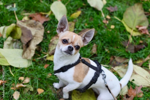 Wallpaper Mural Cute beige and white chihuahua in black harness out for a walk Torontodigital.ca