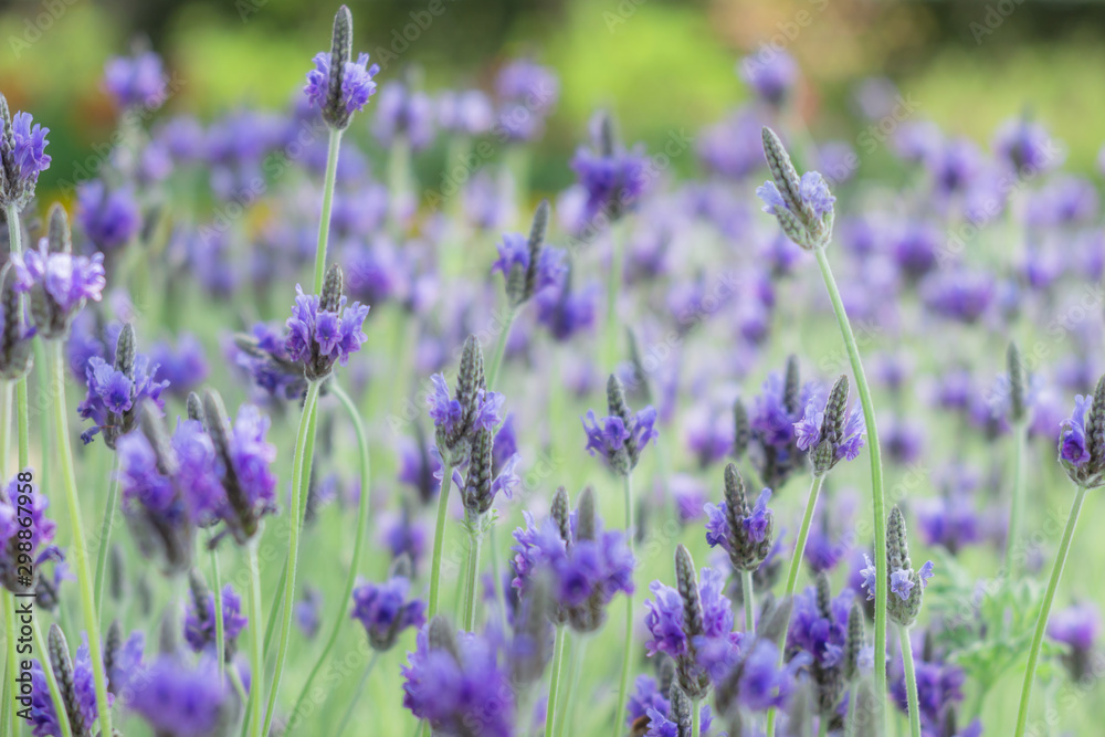 Obraz premium ラベンダー畑