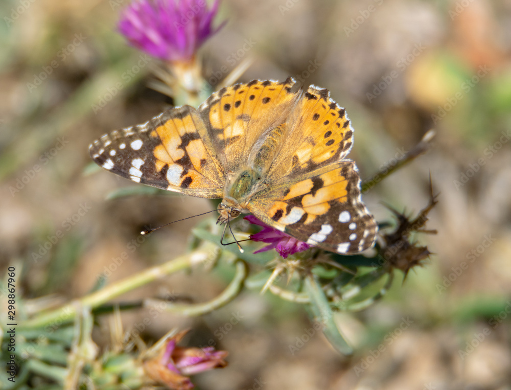 Obraz premium butterfly on a flower