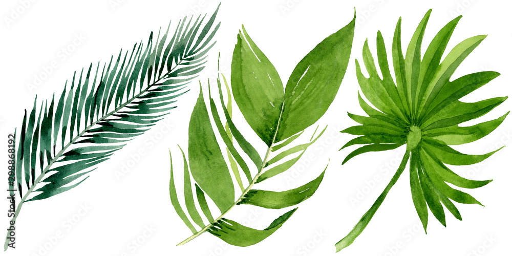 Palm beach tree leaves jungle botanical. Watercolor background illustration set. Isolated leaves illustration element. - obrazy, fototapety, plakaty 