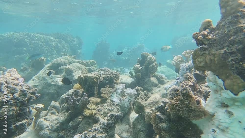 Coral reef structure and abundant sea life in the warm clear water of Moorea. South Pacific island paradise and favorite destination for diving and snorkeling. Underwater scenery. Coral reef structure and abundant sea life in the warm clear water of Moorea. South Pacific island paradise and favorite destination for diving and snorkeling. Underwater scenery.