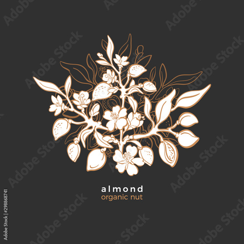 Almond symbol. Vector elegant pattern.