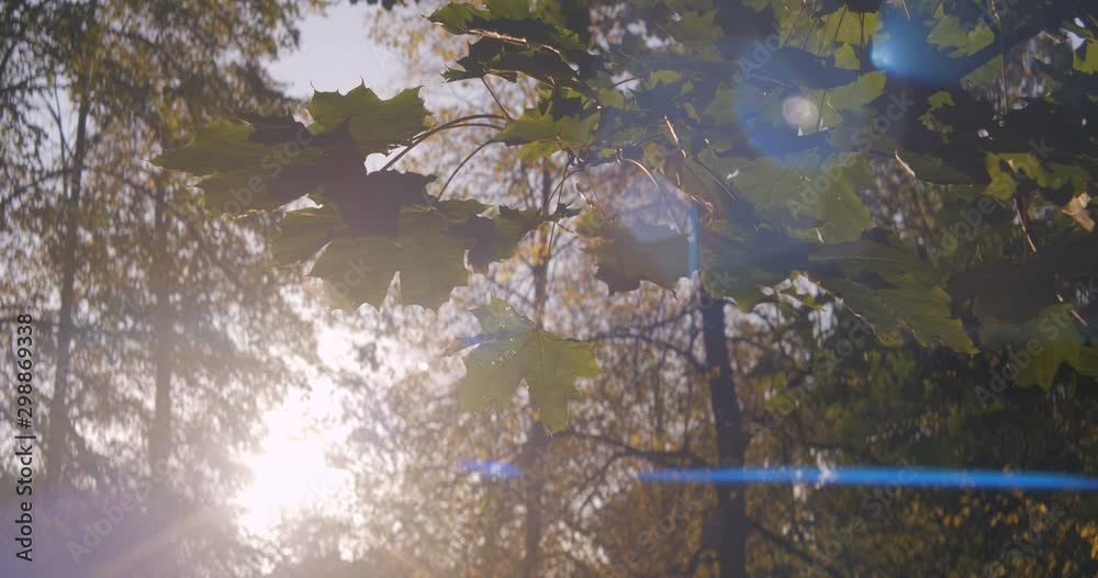 Autumn leaves, trees and park during sunset shot in anamorphic and slowmotion. Shot in anamorphic, it will need to be squeezed vertically or desqueezed horizontally by a factor of 1,25x Autumn leaves, trees and park during sunset shot in anamorphic and slowmotion. Shot in anamorphic, it will need to be squeezed vertically or desqueezed horizontally by a factor of 1,25x