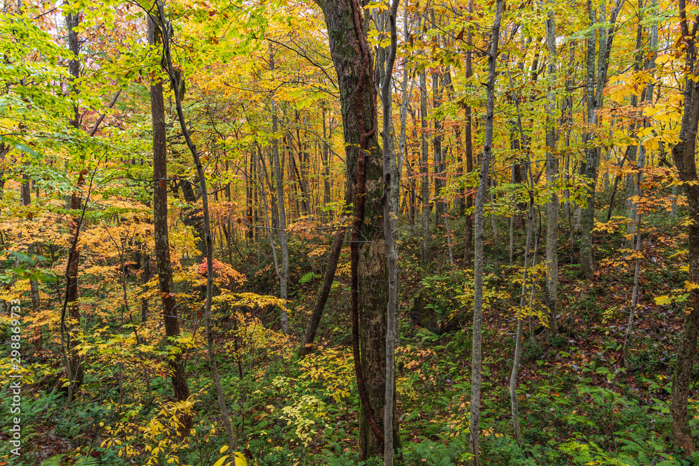 Towada Hachimantai National Park in autumn Towada Hachimantai National Park in autumn