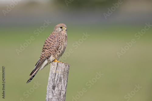 Foto A female common kestrel (Falco tinnunculus) perched on the lookout ready to hunt mice