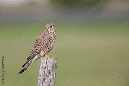 A female common kestrel (Falco tinnunculus) perched on the lookout ready to hunt mice. Perched on a wooden pole infront of beautiful morning colours.