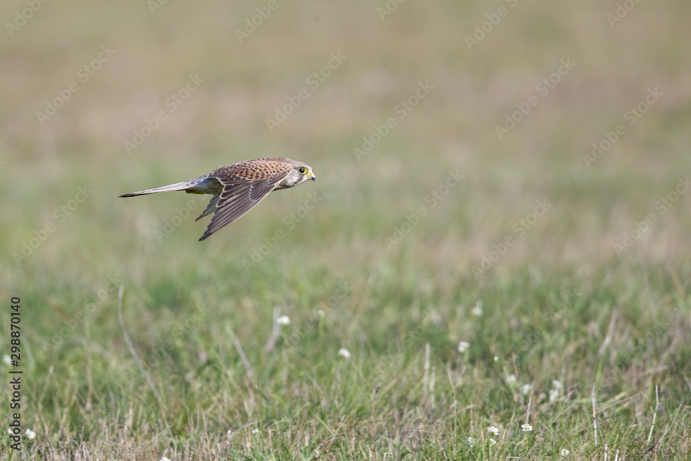 Obraz premium A common kestrel flying with high speed low over a meadow field in Germany Berlin.