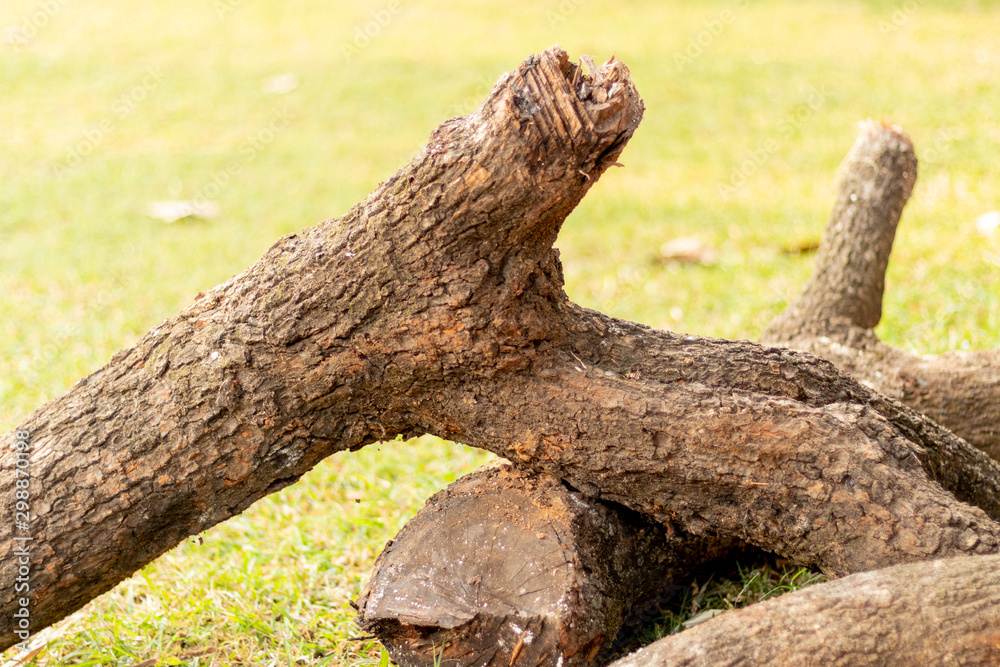 Tree wood truck lying on green field, blur background, selective focus. Tree wood truck lying on green field, blur background, selective focus.
