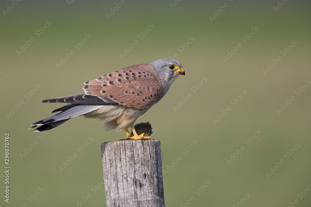 Obraz premium A male common kestrel (Falco tinnunculus) perched and eating a mouse. Perched on a wooden pole in front of a beautiful green meadow.