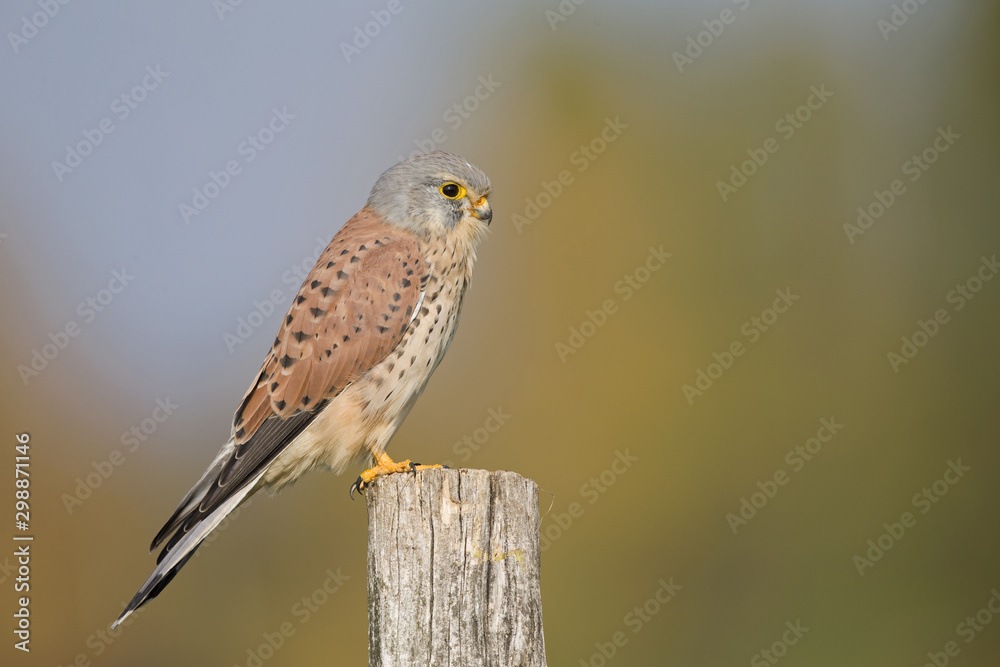 A male common kestrel (Falco tinnunculus) perched on the lookout ready to hunt mice. Perched on a wooden pole infront of beautiful autumn colours. A male common kestrel (Falco tinnunculus) perched on the lookout ready to hunt mice. Perched on a wooden pole infront of beautiful autumn colours.