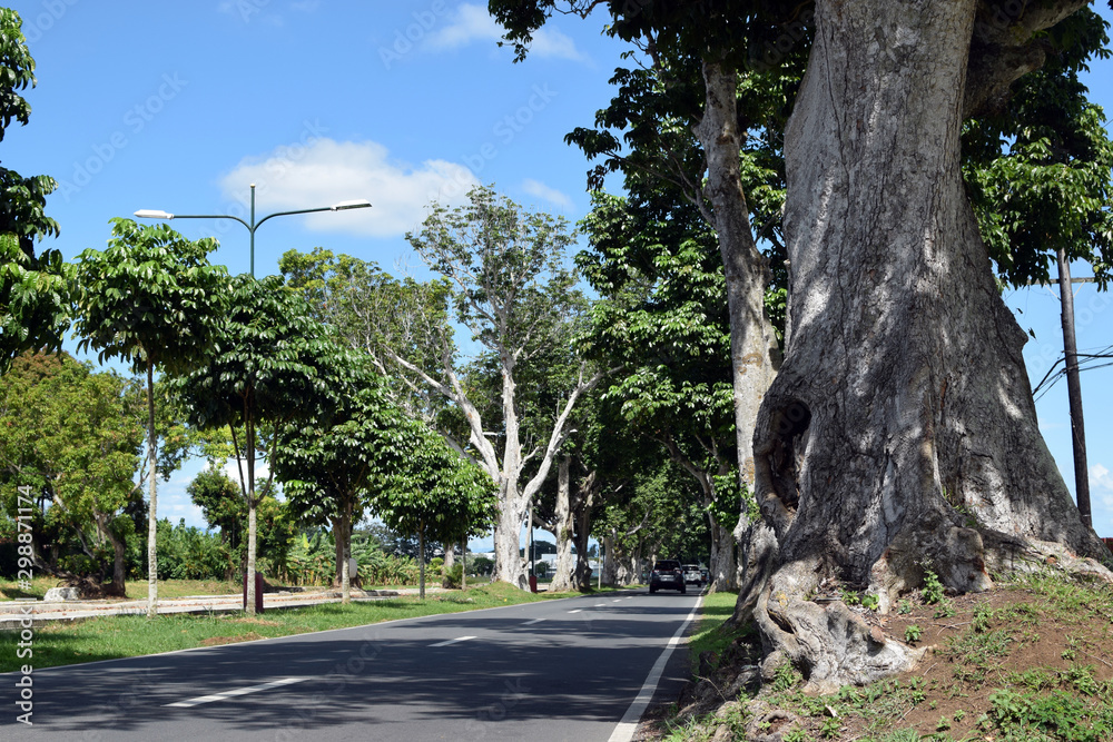 Mature Pili trees planted along asphalted road inside university campus