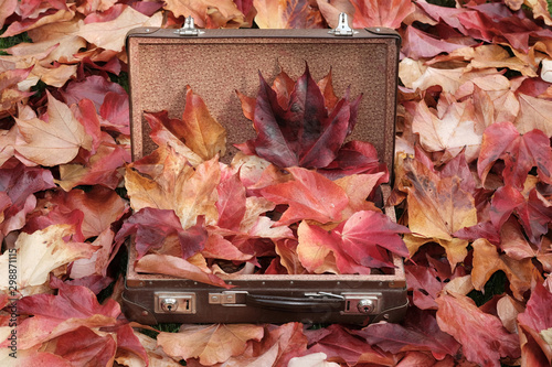 Vintage little suitcase with colorfull leaves, an autumn still-life