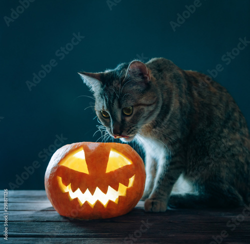 Cat sitting near Halloween jack-o-lantern pumpkin.