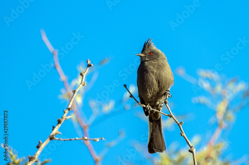 Female Phainopepla or Silky Flycatcher against a blue sky in the Mojave Desert of southern Nevada photo