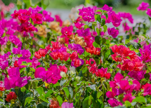 Multicolor bougainvillea is blooming for background