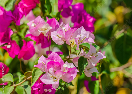 Multicolor bougainvillea is blooming for background