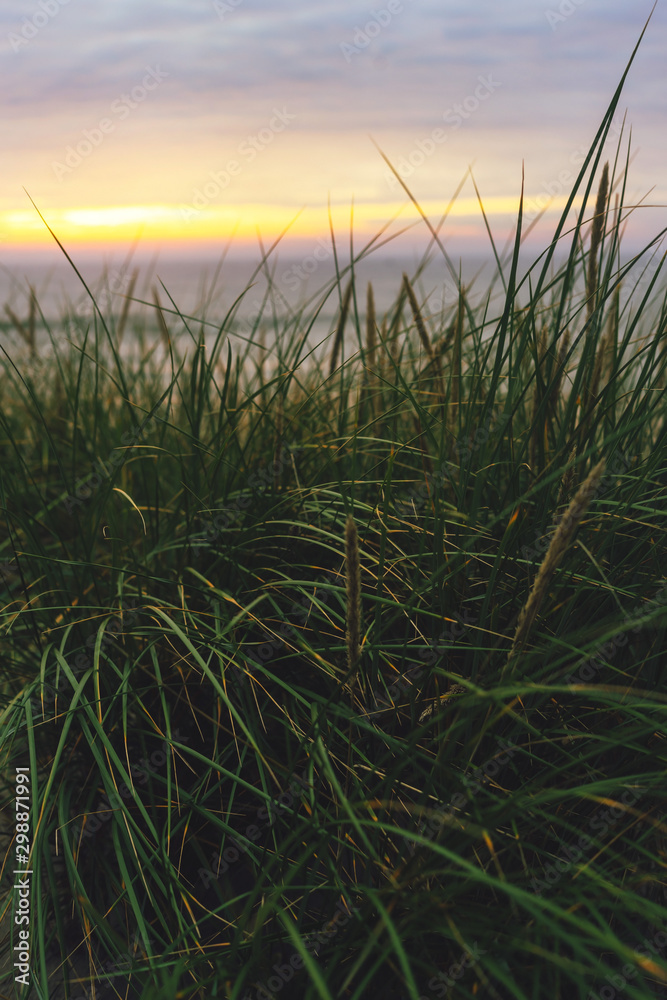 Wild green grass at golden sunset on the beach