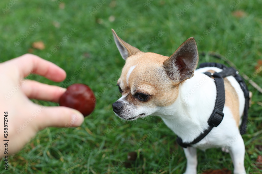 Cute chihuahua wants to play fetch with a chestnut