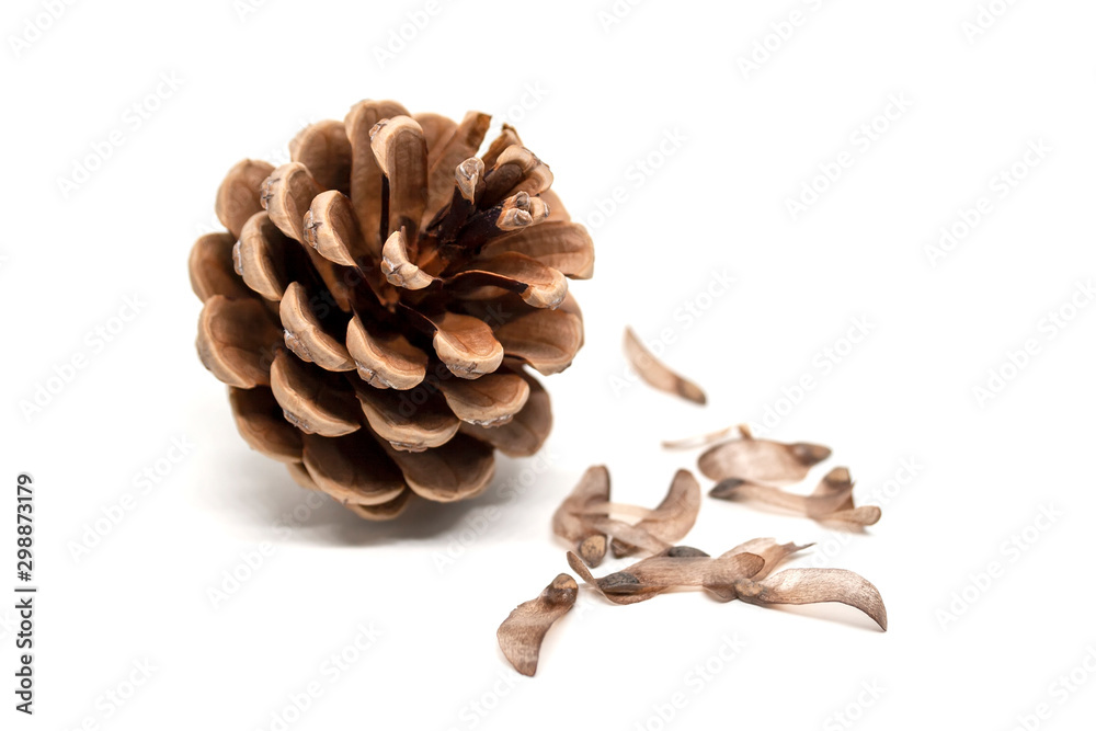 how to grow pine trees from pine cone seeds