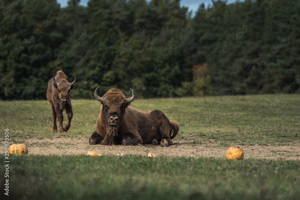 European bison on the field, Őrség National Park, Hungary European bison on the field, Őrség National Park, Hungary