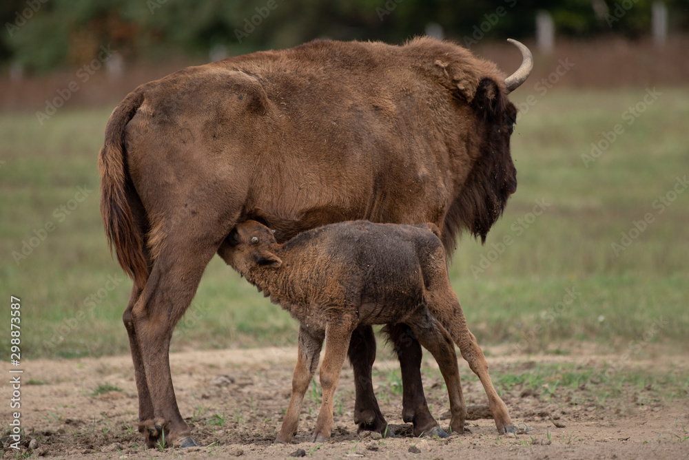 Fototapeta premium European bison on the field, Őrség National Park, Hungary