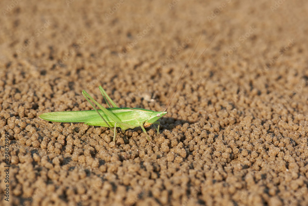 Close-up view of green grasshopper on the beach Close-up view of green grasshopper on the beach