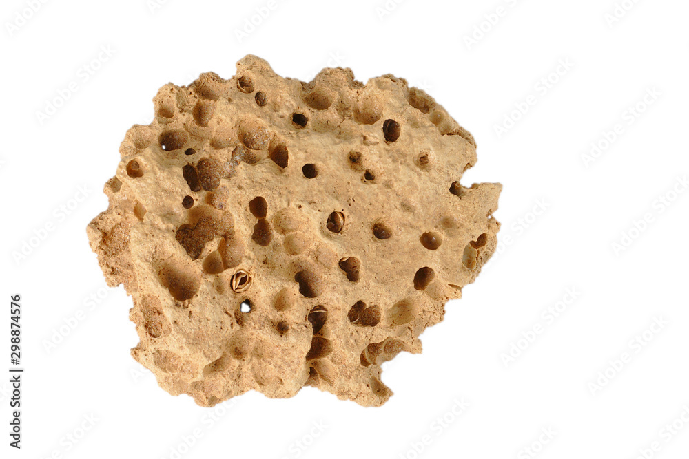 Brown porous sea stone isolated on white background Brown porous sea stone isolated on white background