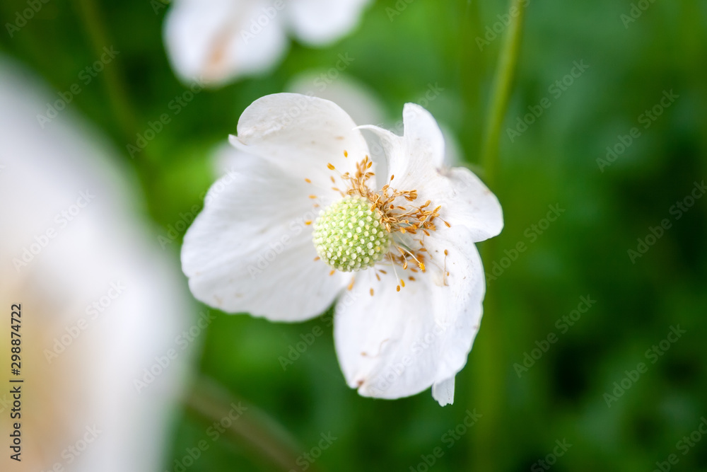 Closeup view of a beautiful white flower of an anemone sylvestris with showered yellow stamens and pollen on a blurred background