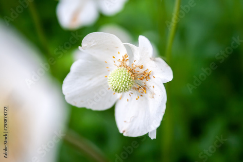 Fotografia Closeup view of a beautiful white flower of an anemone sylvestris with showered
