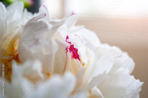 Closeup view of a beautiful white with lilac splashes flower bud of a peony. Selective focus