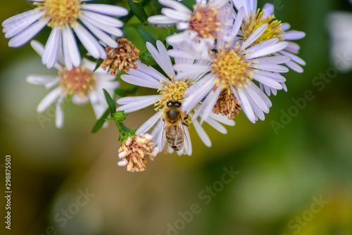 a bee on a flower