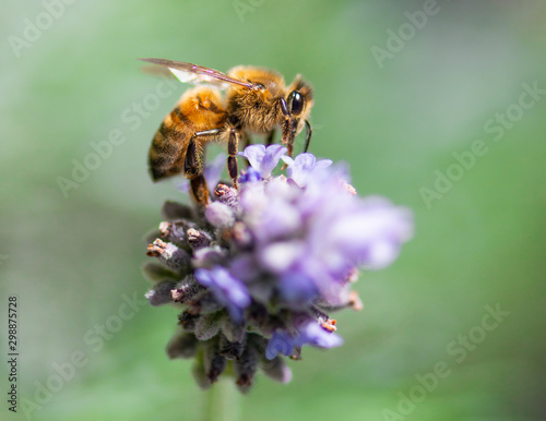 Bee © Andrew