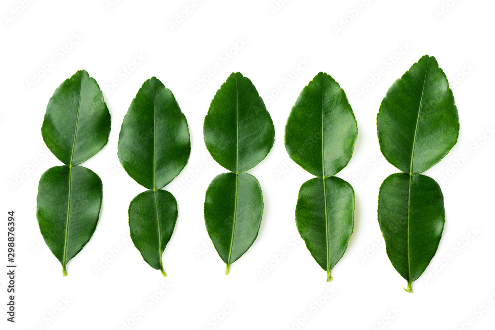 The natural texture of seamless foliage close-up. Fresh green leaves isolate on white background with young spring of Kaffir lime, Leech lime or Mauritius papeda. The natural texture of seamless foliage close-up. Fresh green leaves isolate on white background with young spring of Kaffir lime, Leech lime or Mauritius papeda.