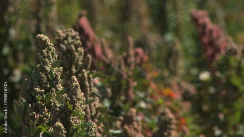Extreme close up of organic colored mature quinoa plants in a windy field in the Andes, Bolivia