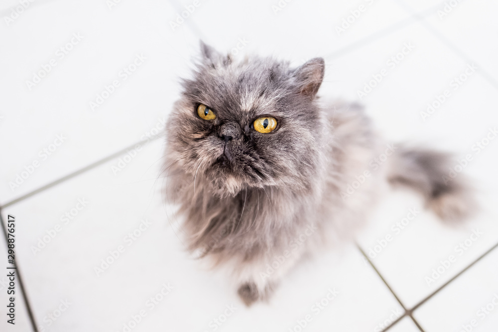 Portrait D Un Chat De Race Persan Gris Stock Photo Adobe Stock