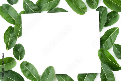 White paper frame on the natural texture of seamless foliage close-up. Fresh green leaves isolate on white background with young spring of Karanda, Carunda or Christ's Thom.