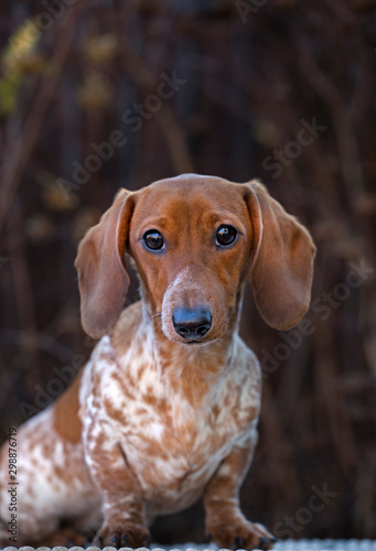 dog portrait autumn tree background 