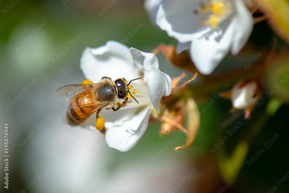 Bee Bee