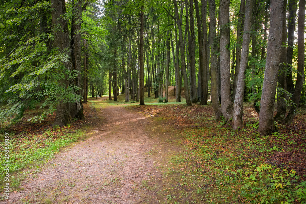 Fototapeta premium In the regular park on a summer day