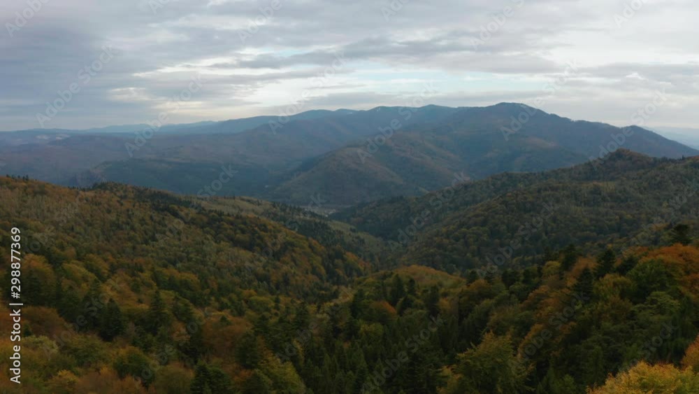 Golden autumn drone view of forest landscape with yellow trees from above Golden autumn drone view of forest landscape with yellow trees from above
