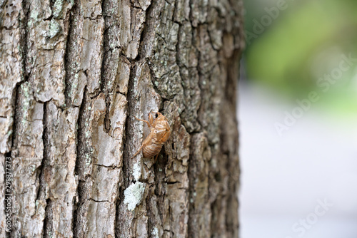 Cicada's shell, Hold on tree